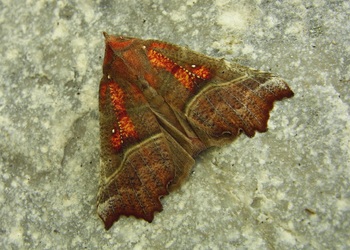 Zackeneule (Scoliopteryx  libatrix) - © Heinz Habeler